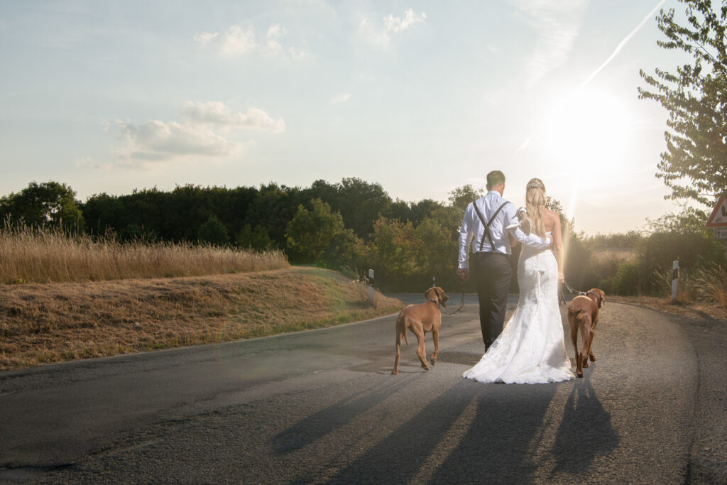 Braut und Bräutigam gehen mit zwei Hunden Hand in Hand in den Sonnenuntergang – romantische Hochzeitsfotograf Goslar, Fotoagentur Otto
